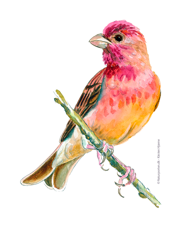 Karmindompap © Naturporten - Kirsten Hjørne