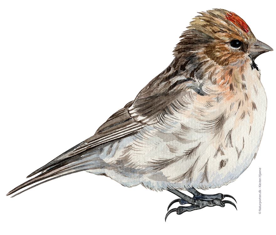 Lille gråsisken © Naturporten - Kirsten Hjørne