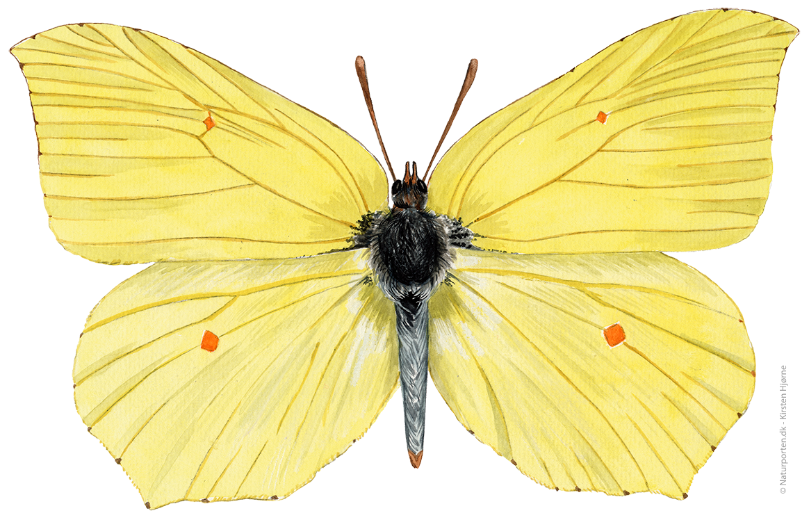 Citronsommerfugl  © Naturporten - Kirsten Hjørne