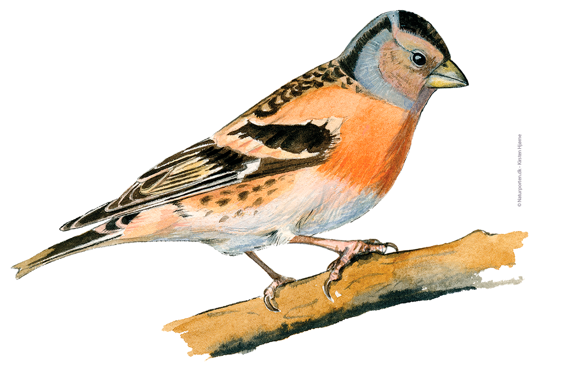 Kvækerfinke hun © Naturporten - Kirsten Hjørne