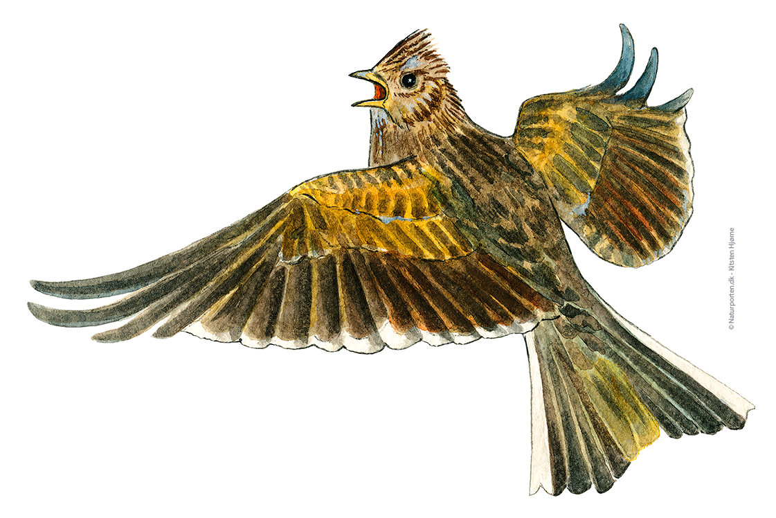 Sanglærke © Naturporten - Kirsten Hjørne