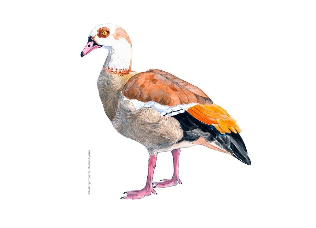 Nilgås © Naturporten - Kirsten Hjørne