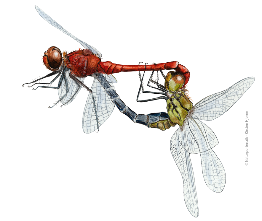 Blodrød hedelibel parring © Kirsten Hjørne