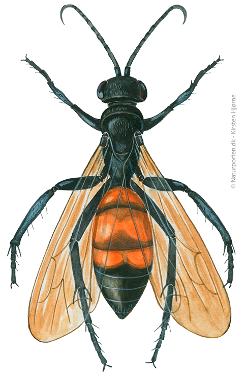 Tidlig vejhveps © Naturporten - Kirsten Hjørne