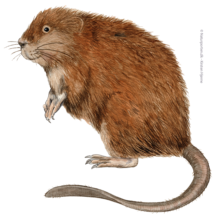 Bisamrotte © Naturporten - Kirsten Hjørne