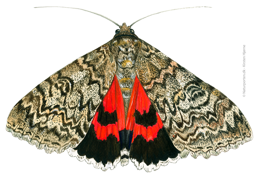 Rød ordensbånd © Naturporten - Kirsten Hjørne