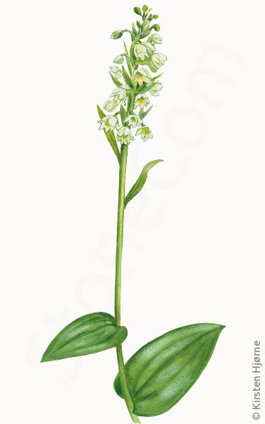 Satyrblomst © Naturporten - Kirsten Hjørne