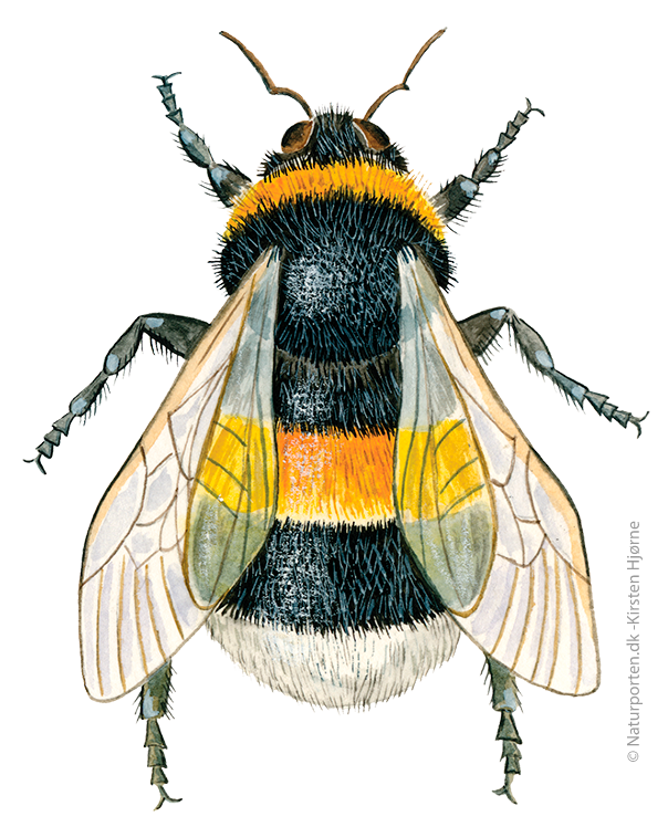 Jordhumle  © Naturporten - Kirsten Hjørne