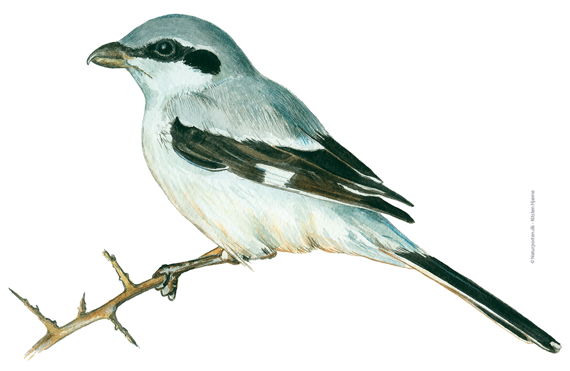 Stor tornskade © Naturporten - Kirsten Hjørne