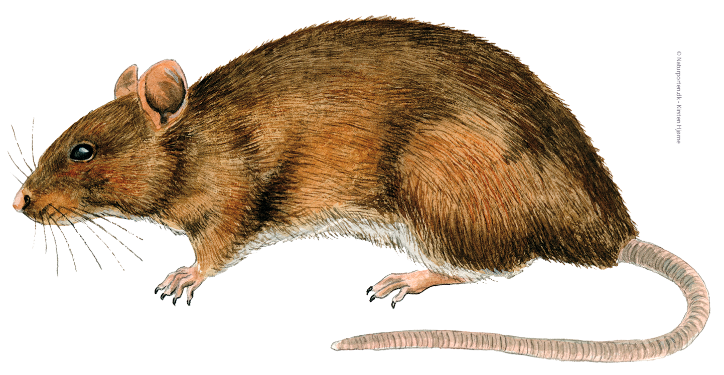 Brun rotte © Naturporten - Kirsten Hjørne