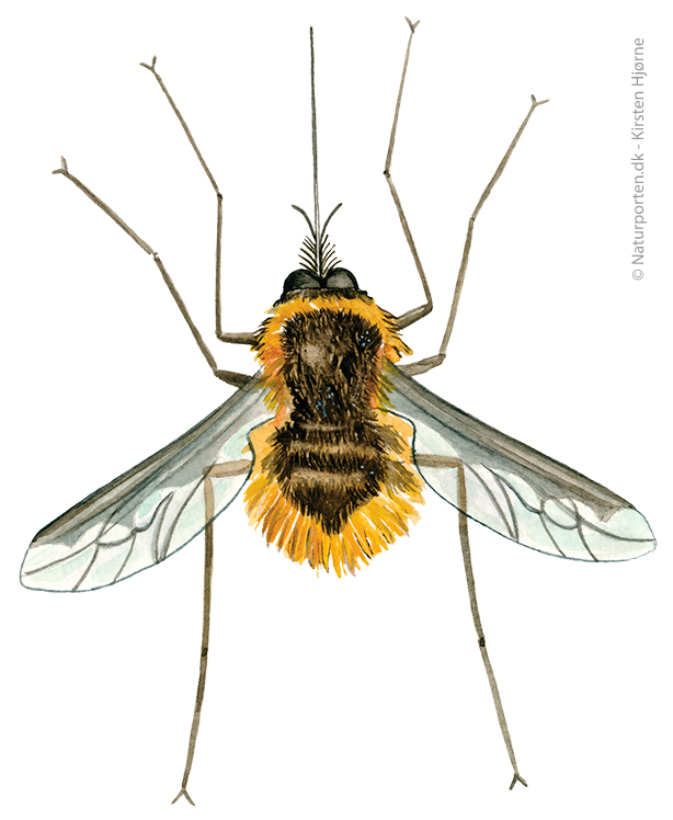 Stor humleflue © Naturporten - Kirsten Hjørne