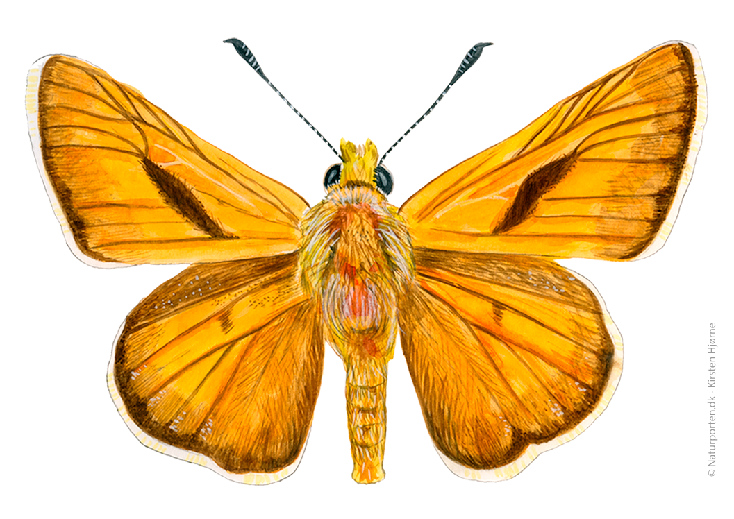 Streg-bredpande © Naturporten - Kirsten Hjørne