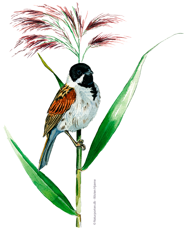 Rørspurv © Naturporten - Kirsten Hjørne