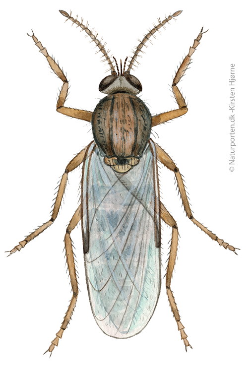 Mitte © Naturporten - Kirsten Hjørne