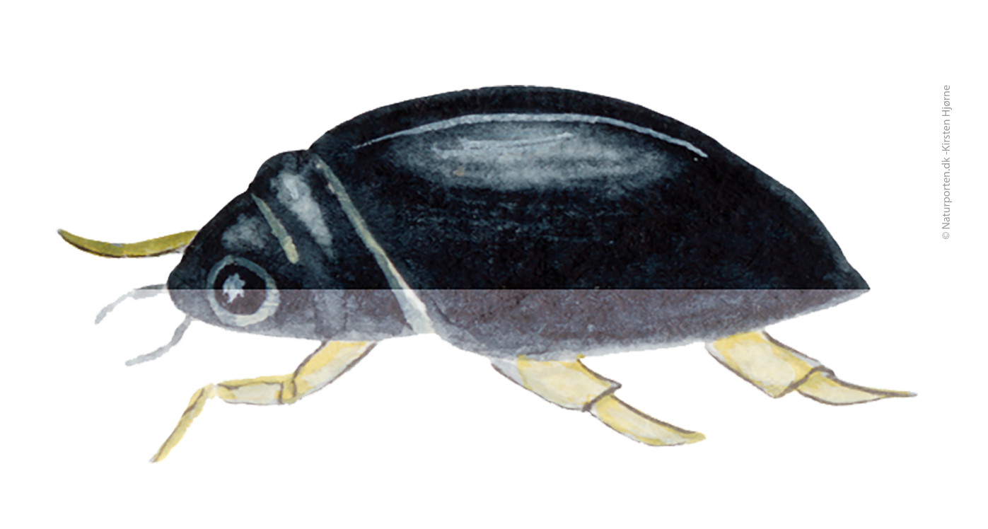 Hvirvler © Kirsten Hjørne