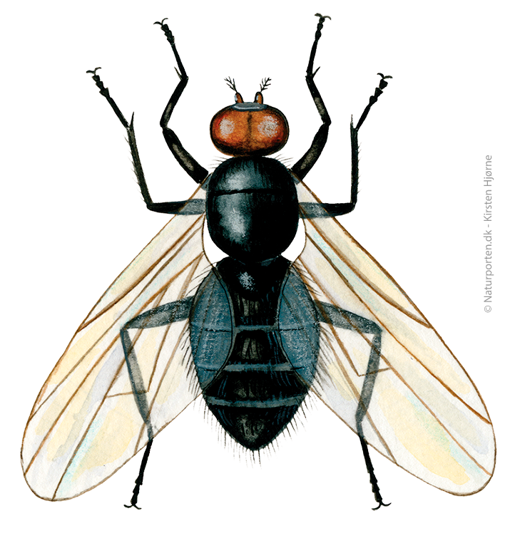 Plantageflue © Naturporten - Kirsten Hjørne