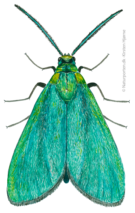 Metalvinge © Naturporten - Kirsten Hjørne
