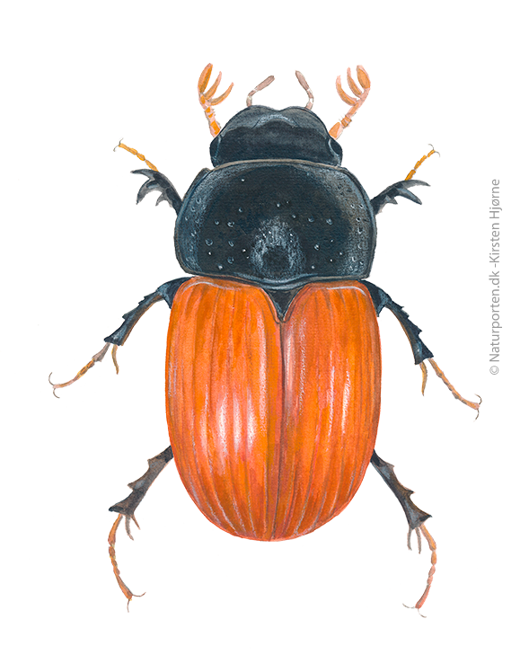 Lakrød møgbille © Naturporten - Kirsten Hjørne