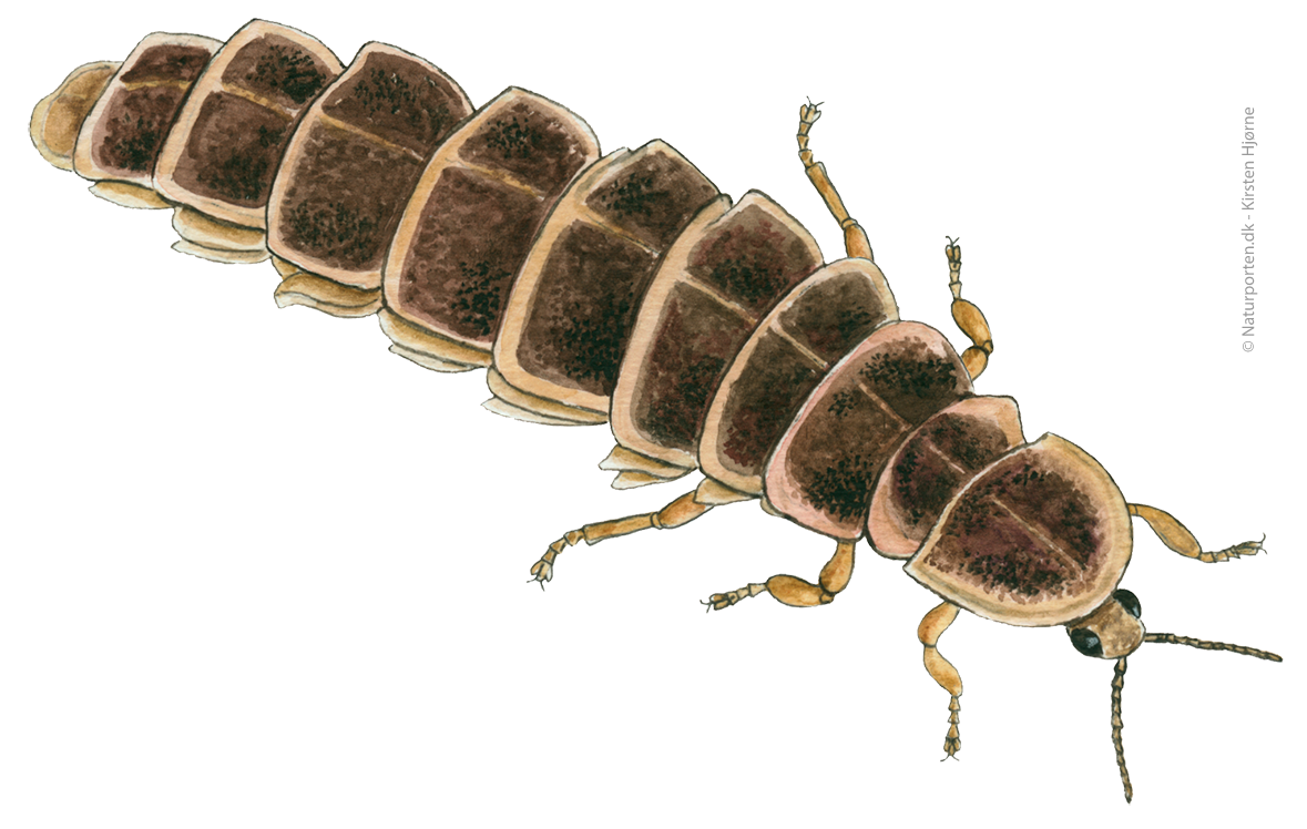 Sankthansorm © Naturporten - Kirsten Hjørne