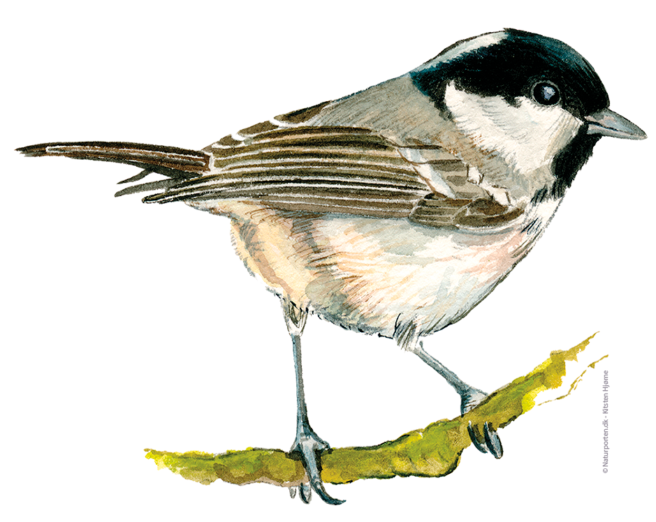 Sortmejse © Naturporten - Kirsten Hjørne