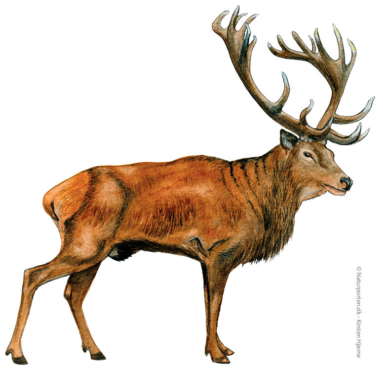 Krondyr han © Naturporten - Kirsten Hjørne