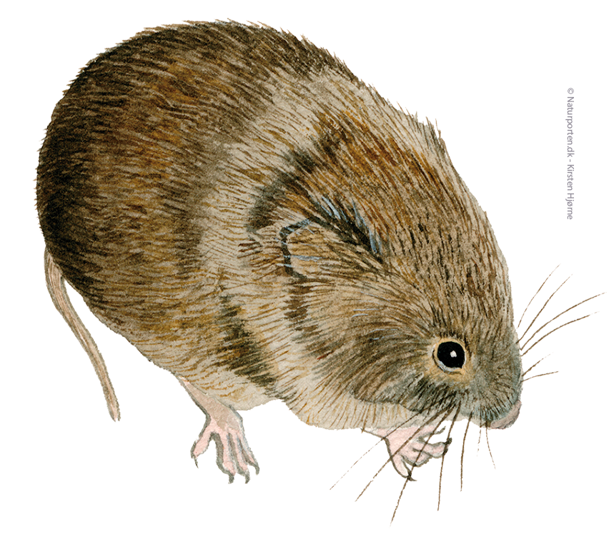 Markmus © Naturporten - Kirsten Hjørne