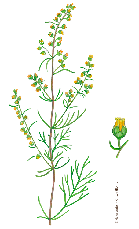 Markbynke © Naturporten - Kirsten Hjørne