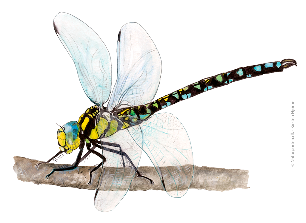 Siv-mosaik-guldsmed © Naturporten - Kirsten Hjørne