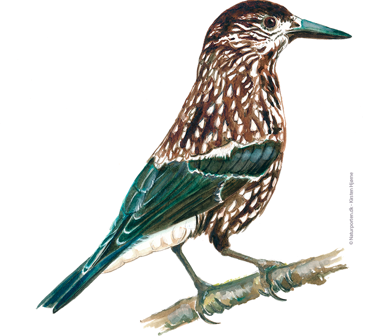 Nøddekrige © Naturporten - Kirsten Hjørne