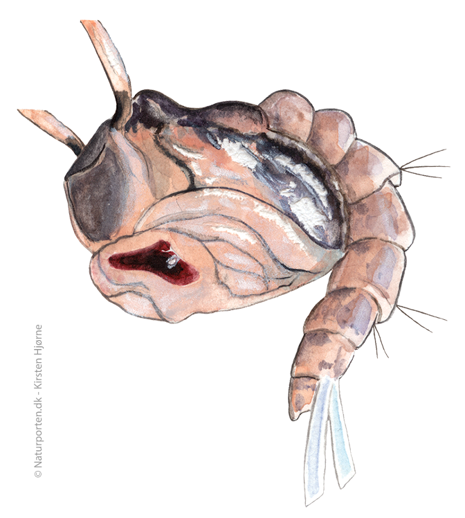 Stikmyg puppe © Kirsten Hjørne