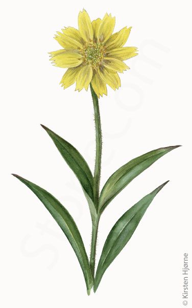 Arktisk guldblomme © Naturporten - Kirsten Hjørne