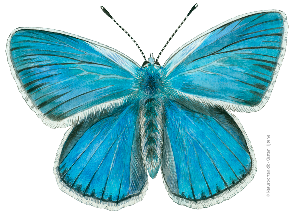 Isblåfugl  © Naturporten - Kirsten Hjørne