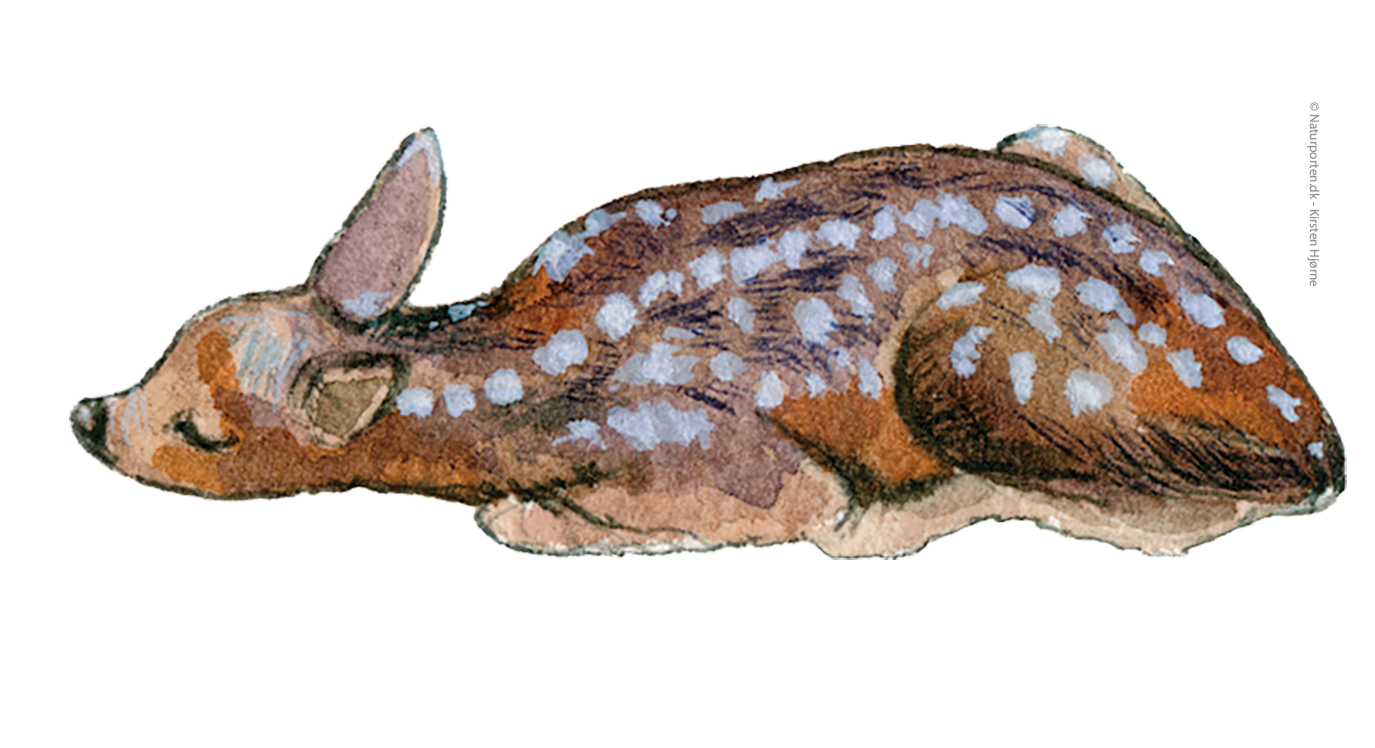 Rådyr lam © Naturporten - Kirsten Hjørne