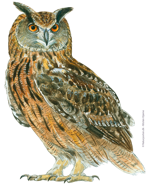 Stor hornugle © Naturporten - Kirsten Hjørne