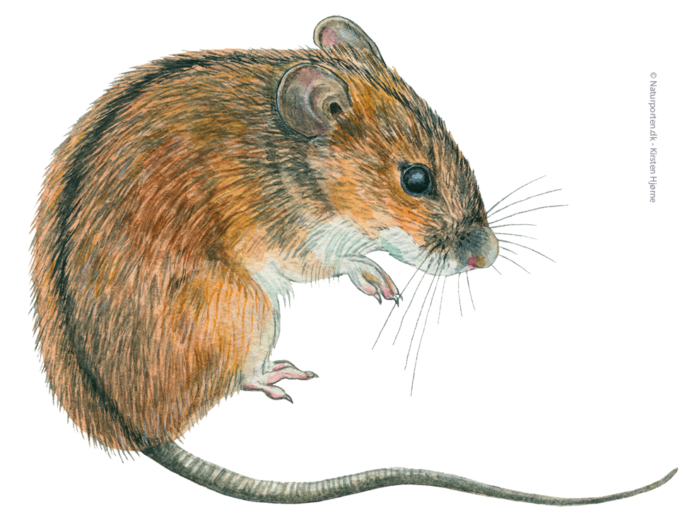 Brandmus © Naturporten - Kirsten Hjørne