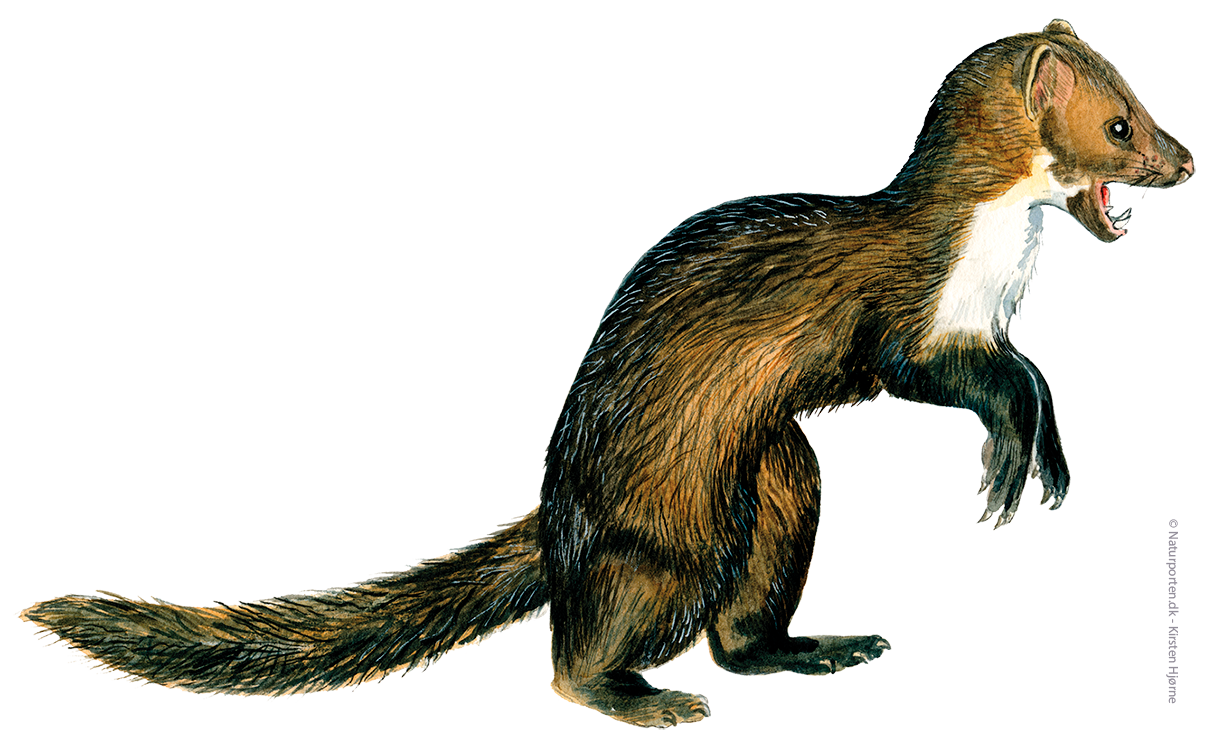 Husmår © Naturporten - Kirsten Hjørne