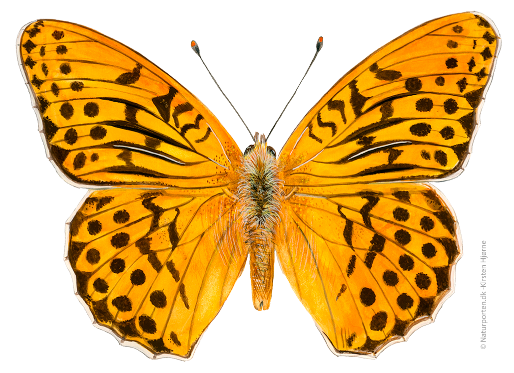 Kejserkåbe © Naturporten - Kirsten Hjørne