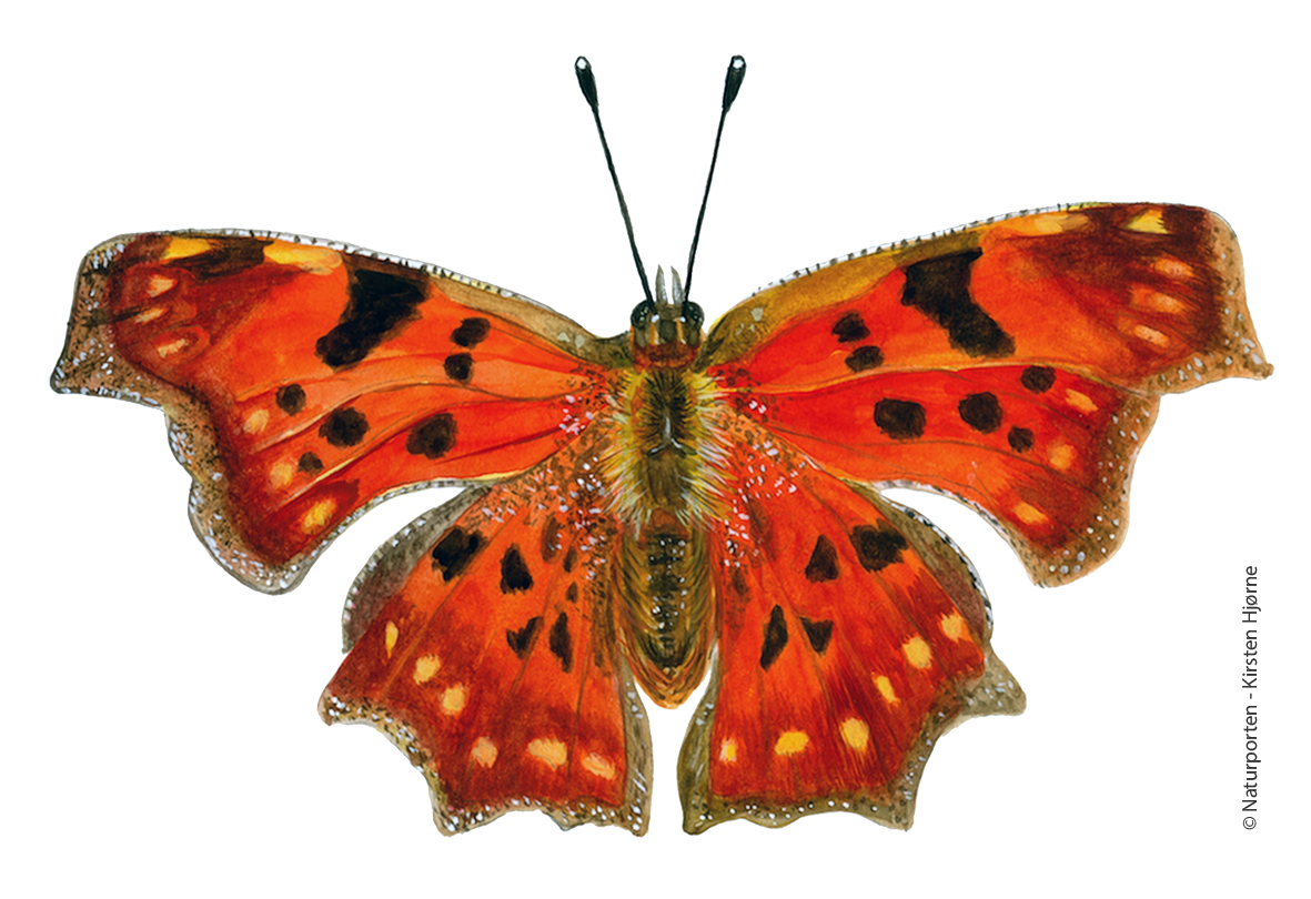 Det hvide C  © Naturporten - Kirsten Hjørne