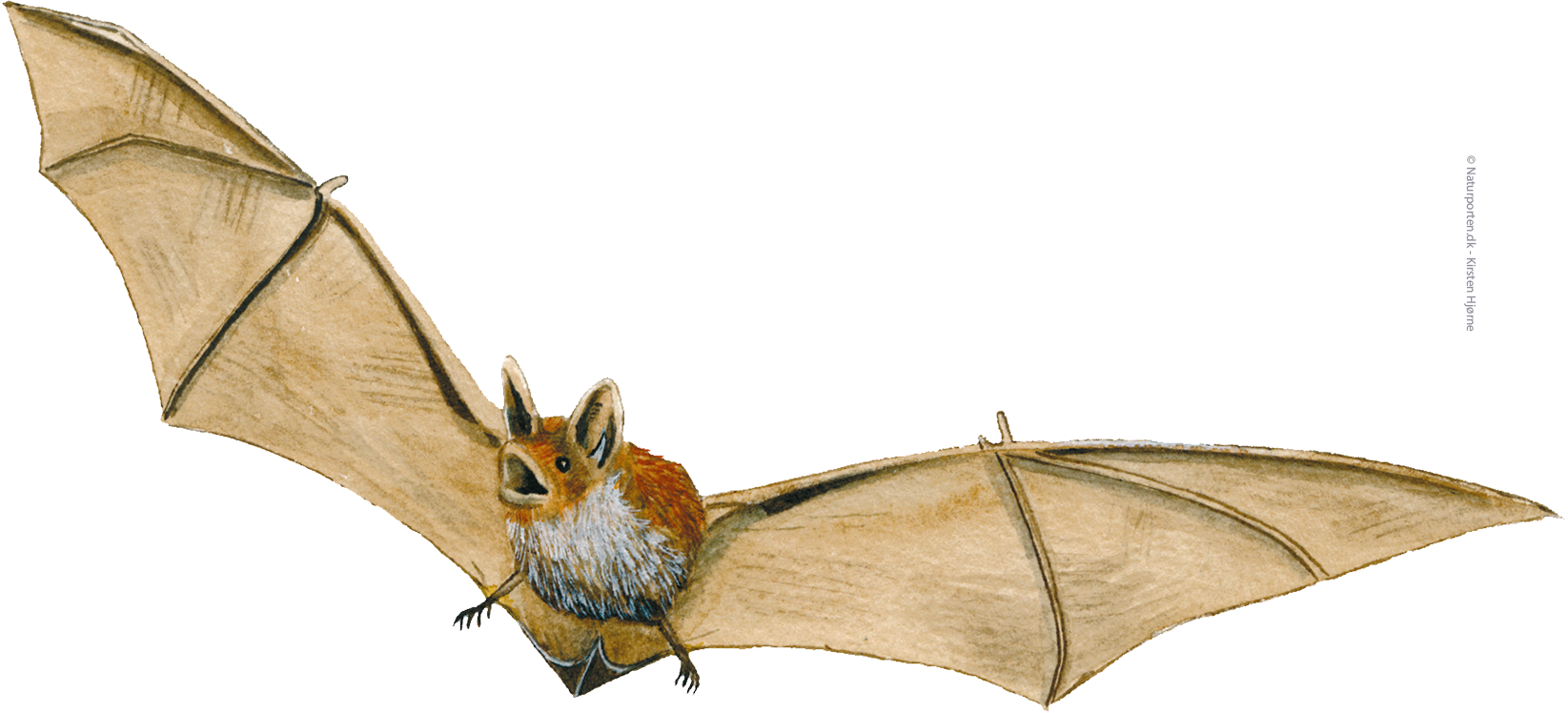 Brunflagermus © Naturporten - Kirsten Hjørne
