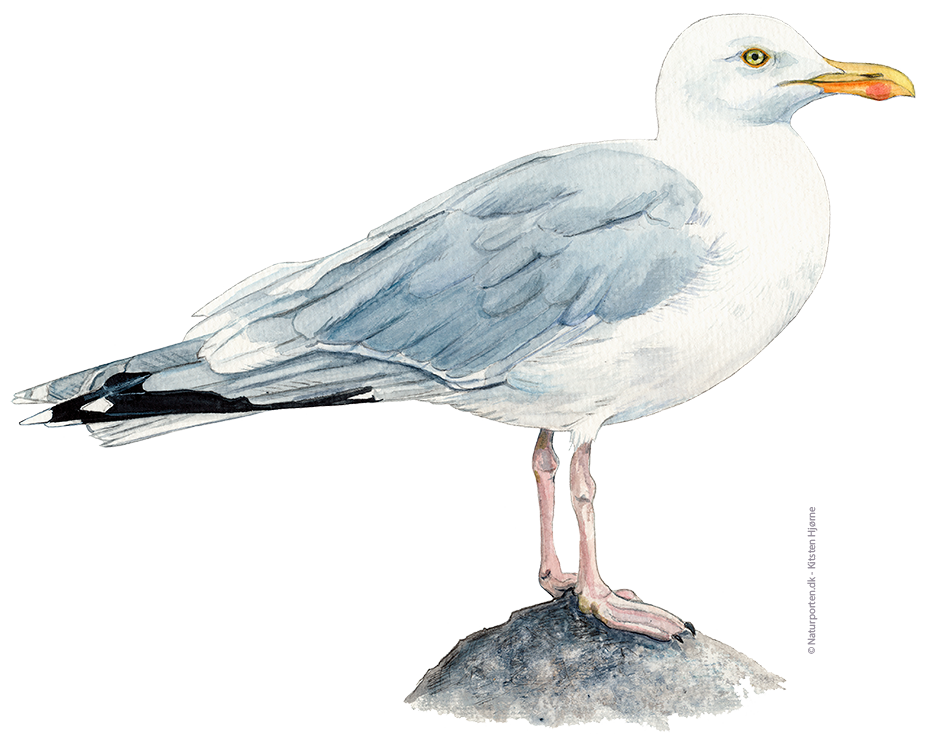 Sølvmåge © Naturporten - Kirsten Hjørne