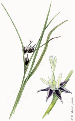 Treblad-siv © Naturporten - Kirsten Hjørne