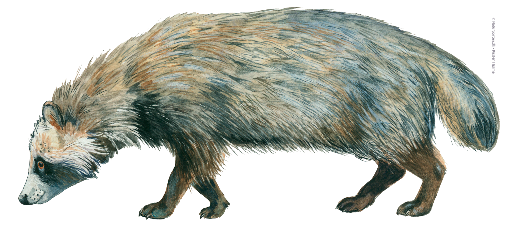 Mårhund © Naturporten - Kirsten Hjørne