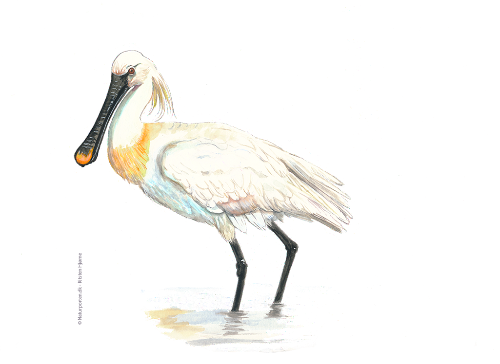 Skestork © Naturporten - Kirsten Hjørne