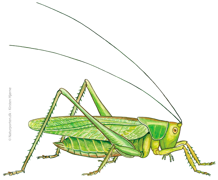 Stor grøn løvgræshoppe © Naturporten - Kirsten Hjørne