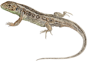 Markfirben © Naturporten - Kirsten Hjørne