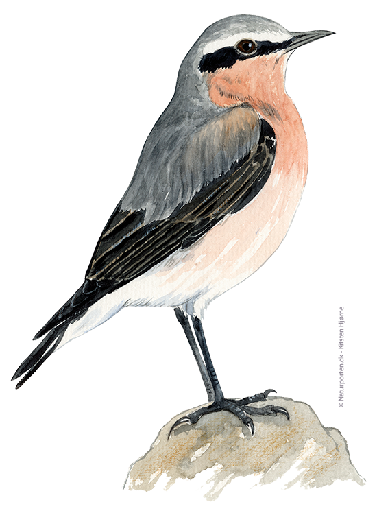 Stenpikker © Naturporten - Kirsten Hjørne