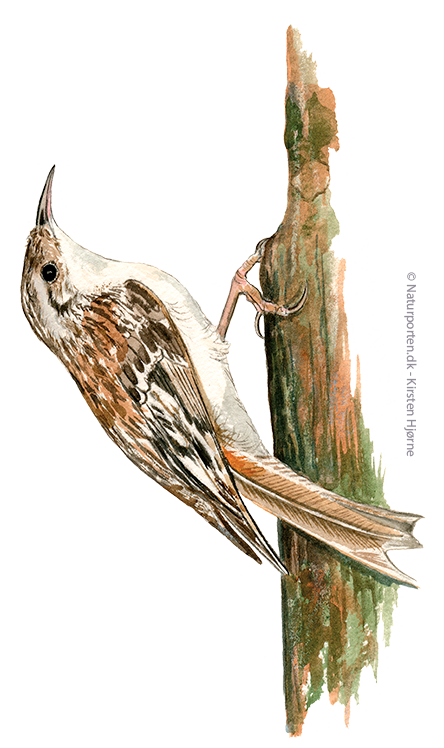 Træløber © Naturporten - Kirsten Hjørne