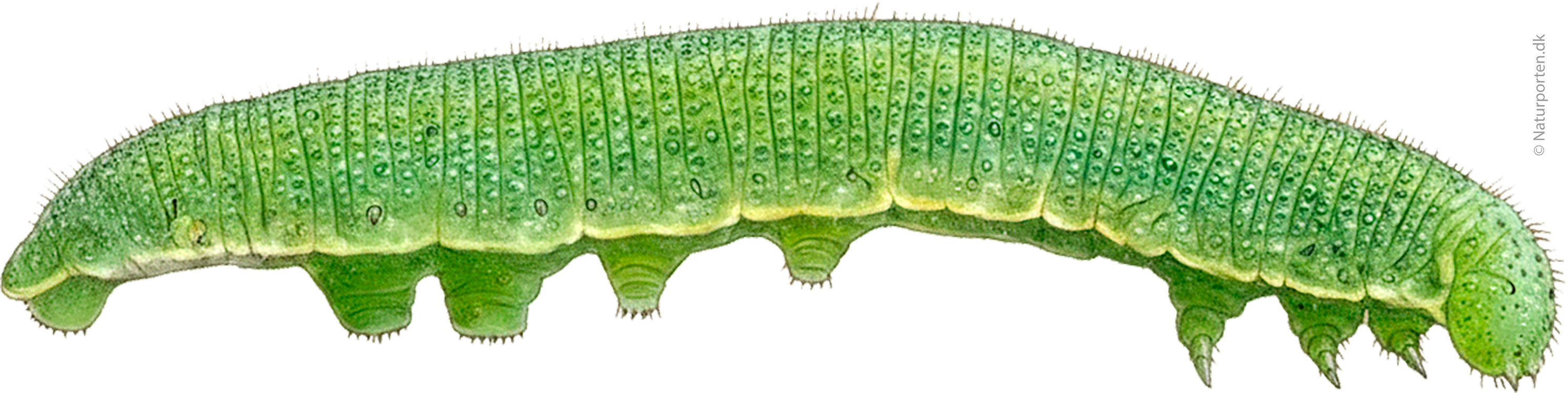 Citronsommerfugl larve © Kirsten Hjørne