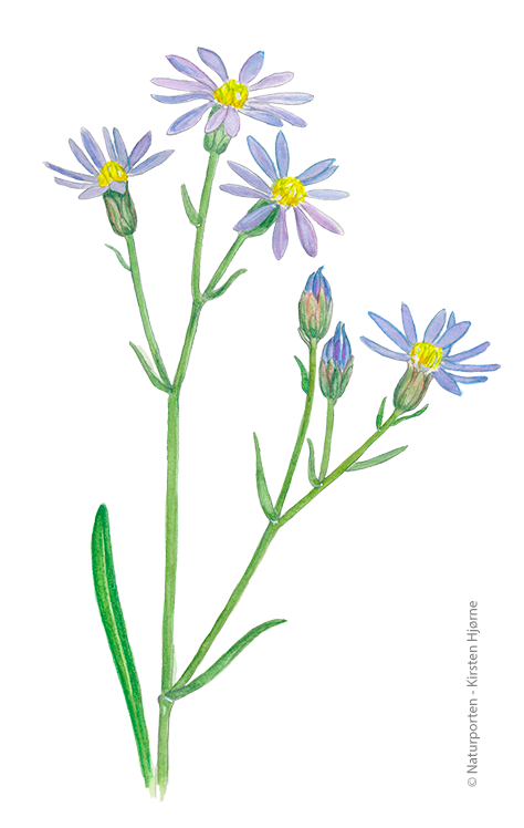 Strandasters © Naturporten - Kirsten Hjørne