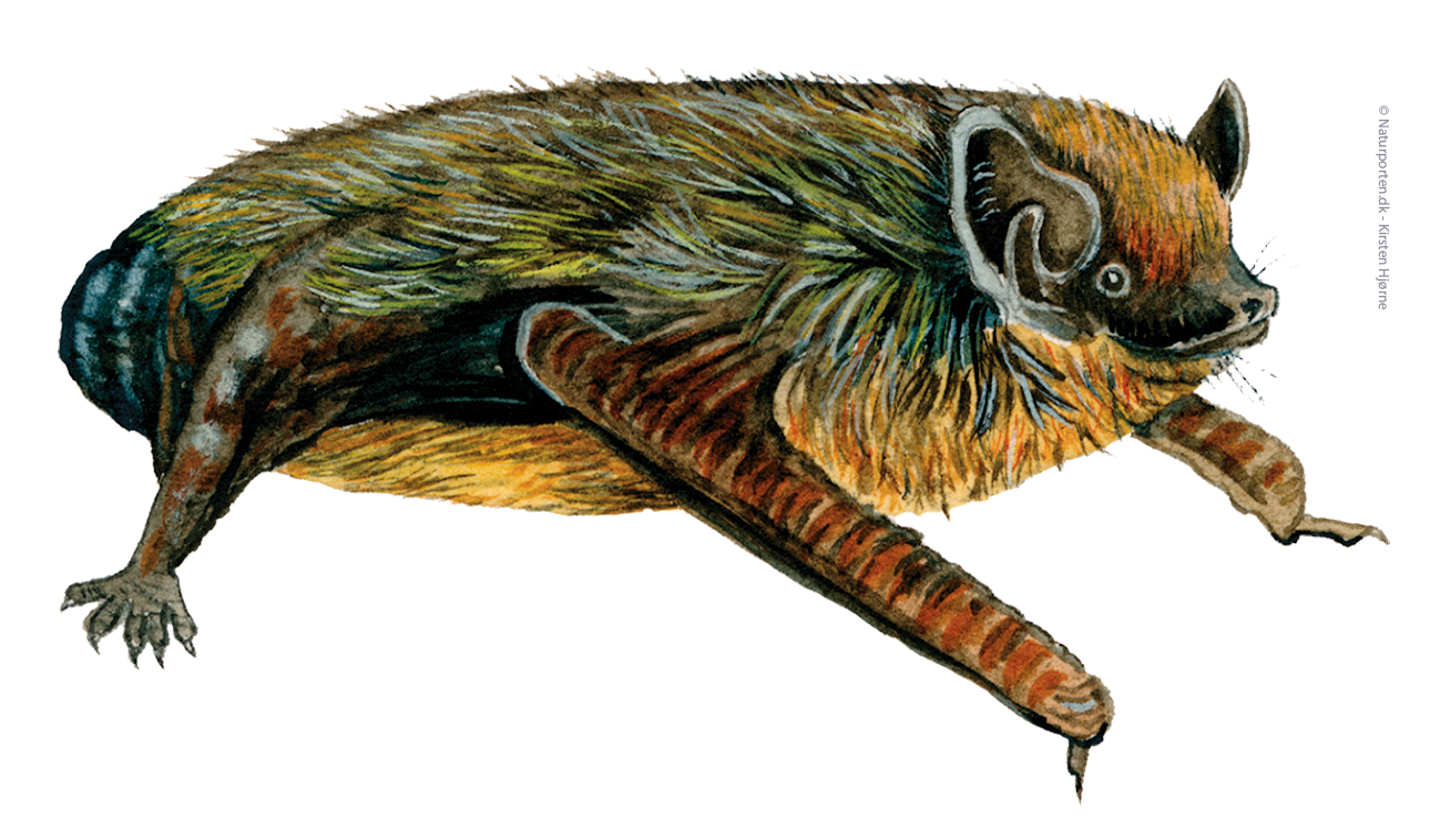 Sydflagermus © Naturporten - Kirsten Hjørne